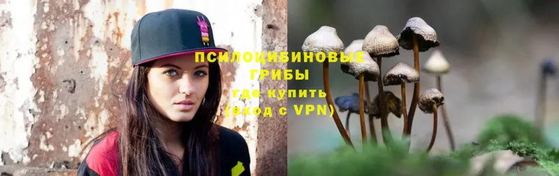 Галлюциногенные грибы Psilocybine cubensis  Минусинск 